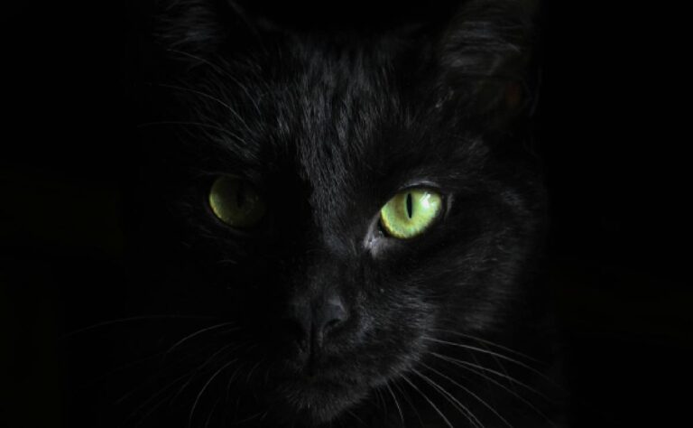 Halloween 2025_ ¿Por qué los gatos negros y blancos no se adoptan en octubre_