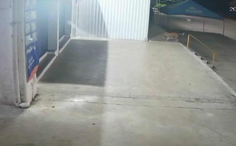 Investigan nuevo envenenamiento masivo de perros en Mérida