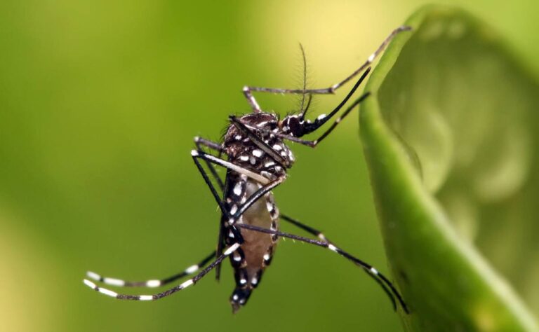 Llega otro mosco transmisor de dengue, zika y chikungunya en Yucatán.
