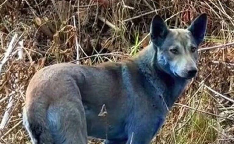 Perros Azules en Chernobyl causan asombro ¿Es una mutación_