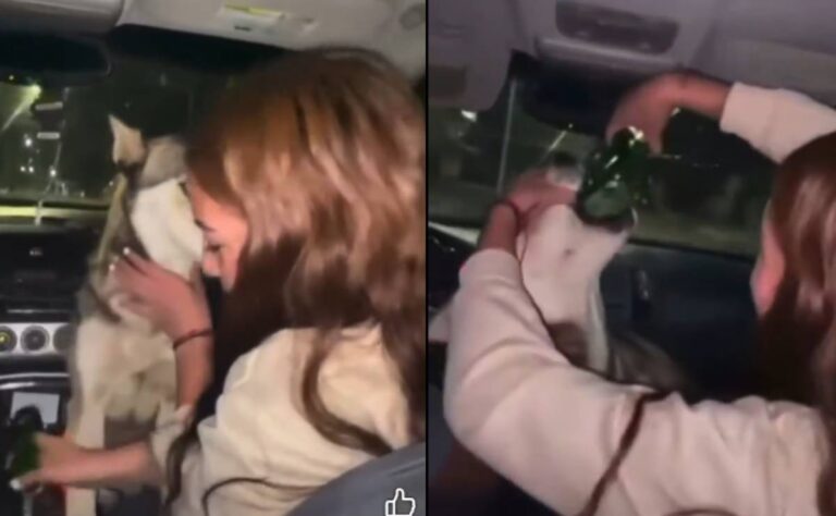 VIDEO_ Jóvenes dan alcohol a perrita callejera y causan INDIGNACIÓN en redes