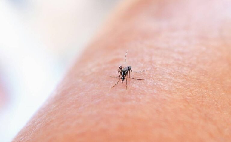 ¡Atención! Confirman ALZA en casos de dengue en Yucatán