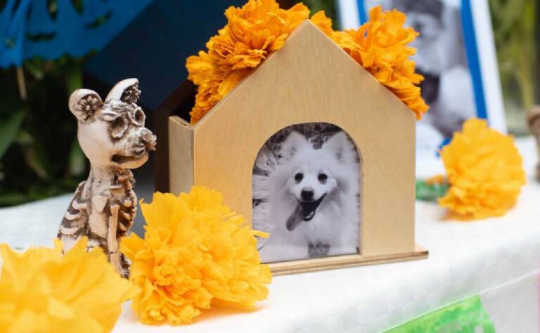 ¿Cuándo se coloca el altar de mascotas por el Día de Muertos_