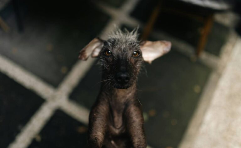 ¿El perro xoloitzcuintle es la guía al inframundo en el Día de Muertos_