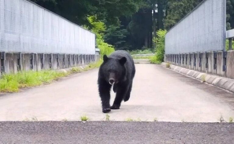 Alerta máxima en Japón_ El ejército se despliega por ataques de osos; hay 12 víctimas