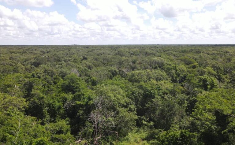Ayuntamiento de Mérida invita a la ciudadanía a unirse para proteger el futuro de la Reserva Cuxtal.