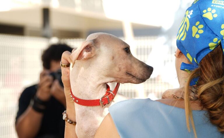 Obtiene Mérida certificación internacional en manejo humanitario de perros y gatos
