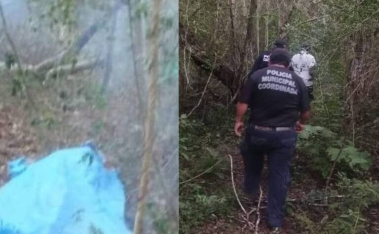 Ataque de abejas cobra la vida de adulto mayor en Yucatán