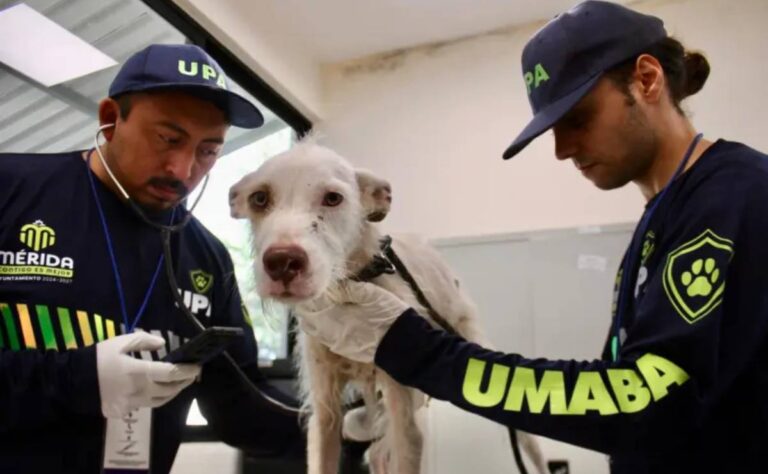 Al alza los casos de maltrato animal en Mérida; suman 200 denuncias en enero