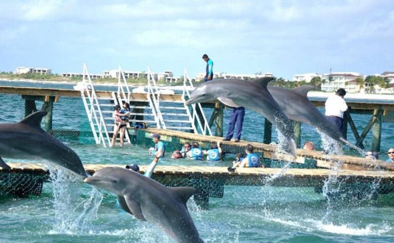 Detienen en Cancún al director general de Dolphin Discovery