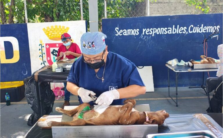 Realizan jornadas de esterilización para fortalecer la salud pública en Yucatán