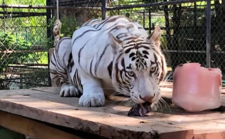 Trasladan a tigre blanco al felinario “Balam, Balam” para conservar su especie