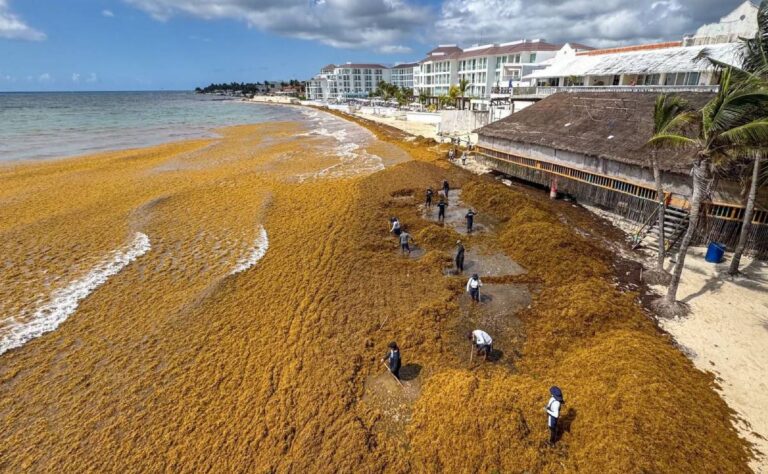 Así luce Playa del Carmen hoy 17 de marzo con EXTENSA llega de sargazo
