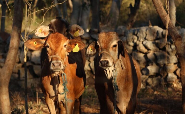 Exhortan a reforzar la revisión de animales ante casos de gusano barrenador