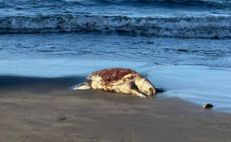 Greenpeace reporta 630 km de costa afectada en derrame petrolero del Golfo de México