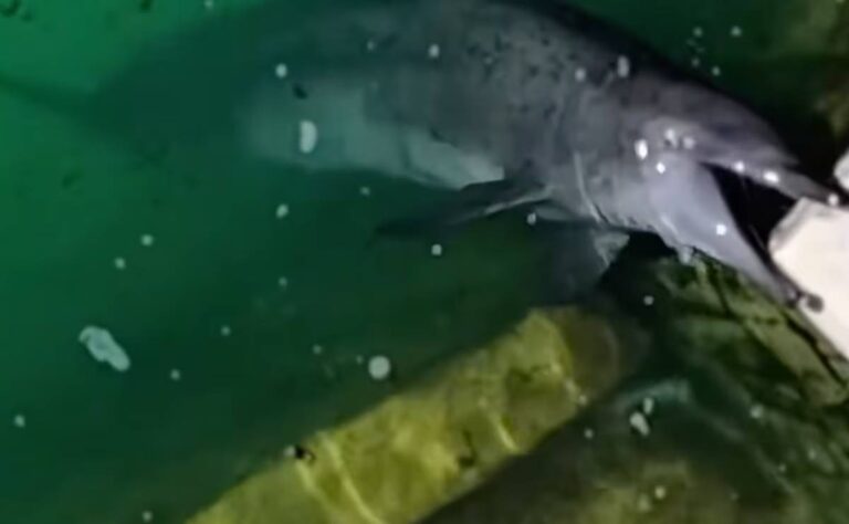 Denuncian delfines abandonados en Ventura Park y exigen intervención de Profepa