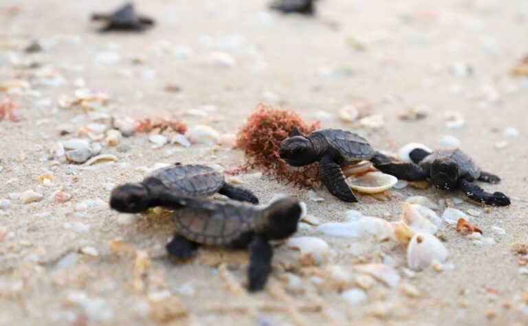 Inicia temporada de anidación de tortugas marinas con protección en 279 kilómetros de costa yucateca